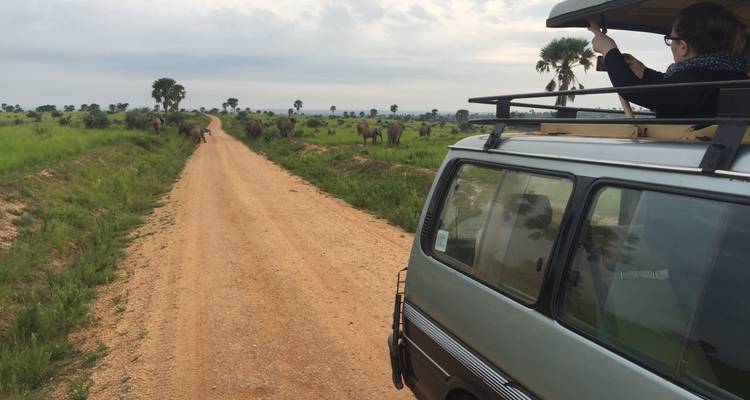 11 Day Chimpanzee Trekking, Gorilla Tracking & Wildlife Safari - Safari 2 Gorilla Tours (U) Ltd 2