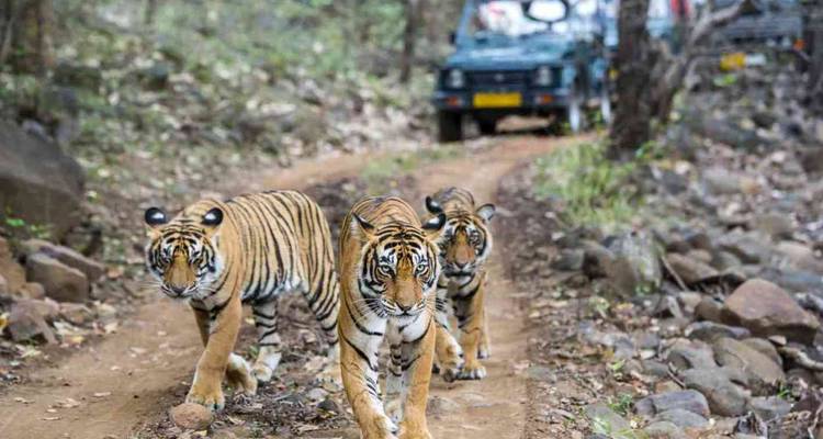 Tigres caminando por un camino de tierra con un vehículo de safari en la distancia.