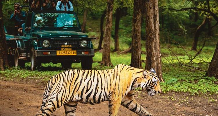 Tigre cruzando un camino de tierra con un jeep de safari y turistas observando.