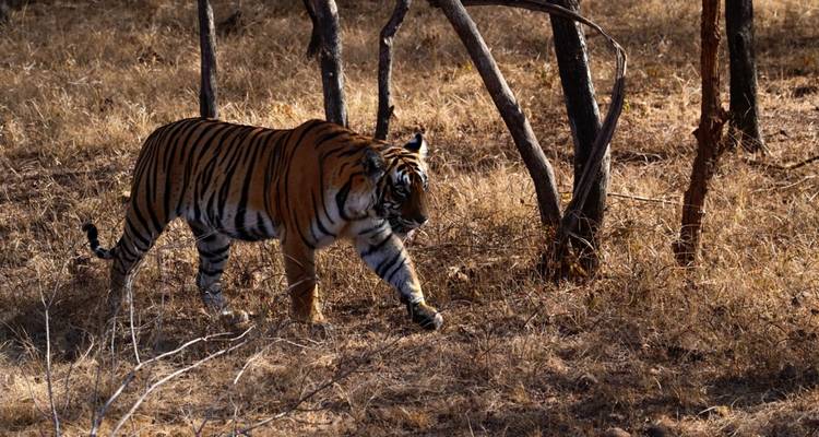 Tigre solitario caminando en un bosque seco.
