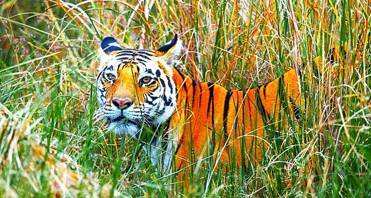 Tiger im hohen Gras, der nach vorne starrt.
