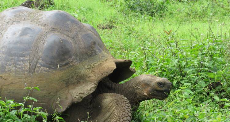 Quito - Otavalo - Galápagos  (9 Days) - Cami Adventures 3