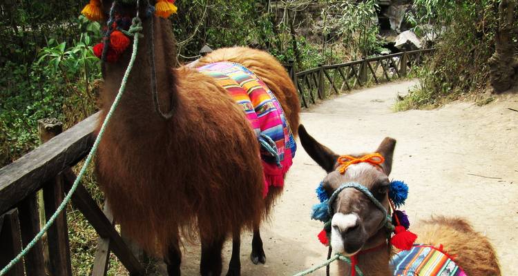 Quito - Otavalo - Galápagos  (9 Days) - Cami Adventures 4