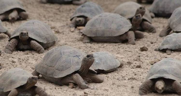 5-Day Amazing Galapagos: Isabela and Santa Cruz Islands - Nature Galapagos & Ecuador 6