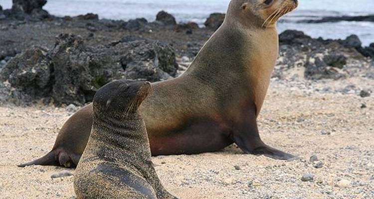 5-Day Amazing Galapagos: Isabela and Santa Cruz Islands - Nature Galapagos & Ecuador 9