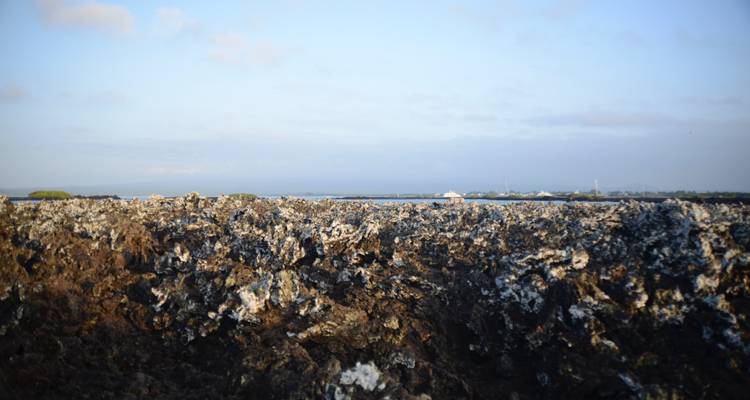 Rocks with visible salt deposits in a coastal area.