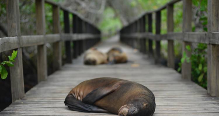 Sea lions resting on a wooden boardwalk with lush greenery.
