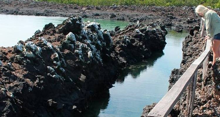 Circuit terrestre de 6 jours aux Galápagos et programme Cabo Rosa - Los Tuneles - Nature Galapagos & Ecuador 6