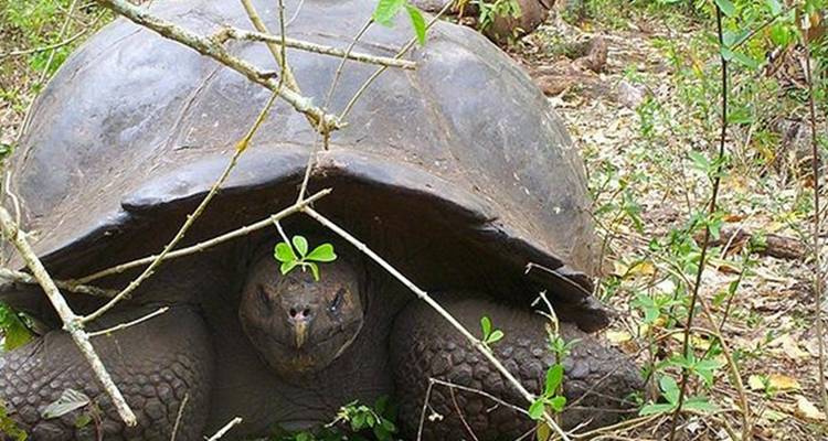 Circuit terrestre de 6 jours aux Galápagos et programme Cabo Rosa - Los Tuneles - Nature Galapagos & Ecuador 1