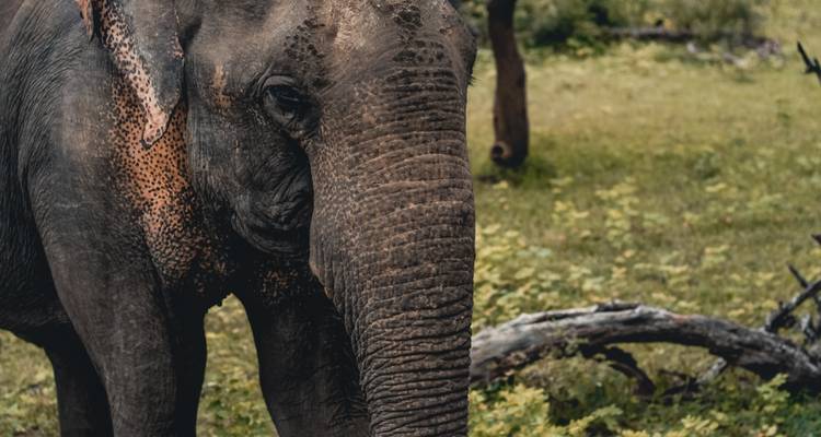 Sri Lanka exprés - MW Tours 6
