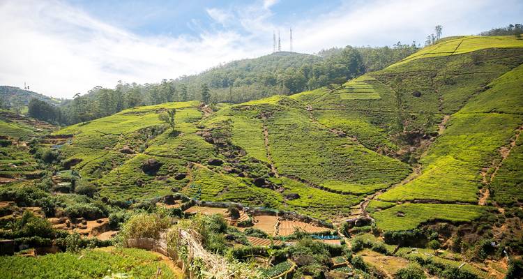 Vastas plantaciones de té en colinas onduladas bajo un cielo azul despejado.