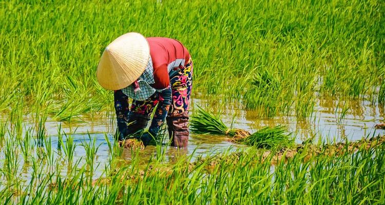 Un agricultor trabajando en un exuberante campo de arroz verde usando un sombrero tradicional.
