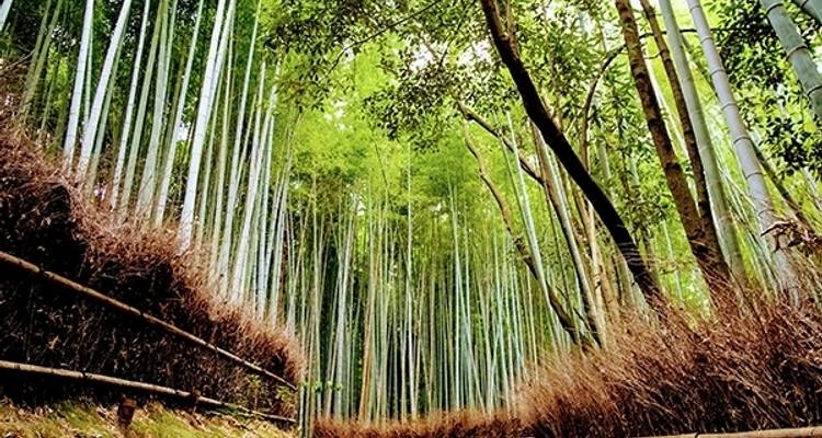 Japon Express - MW Tours 1