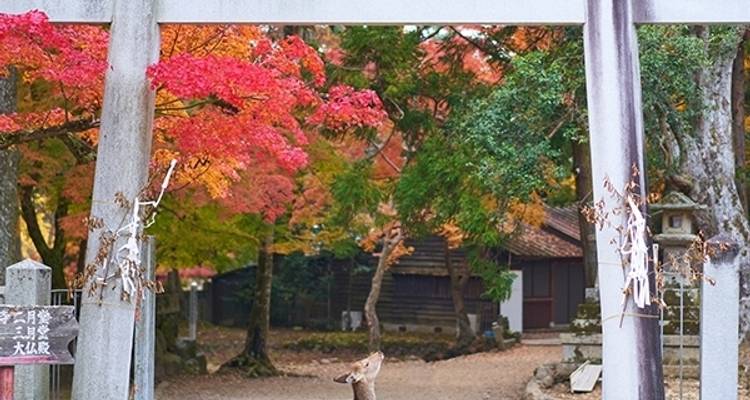 Japon Express - MW Tours 4