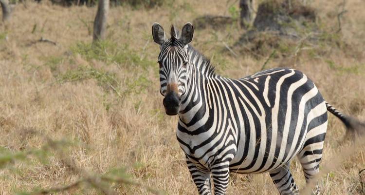 7 Day Uganda Rwanda Gorilla Trekking & Wildlife Tour - Safari 2 Gorilla Tours (U) Ltd 2