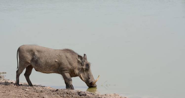 7 Day Uganda Rwanda Gorilla Trekking & Wildlife Tour - Safari 2 Gorilla Tours (U) Ltd 6
