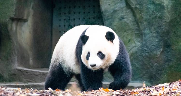 14-Day Panda Volunteering trip from Chengdu to Beijing - The Dragon Trip 3