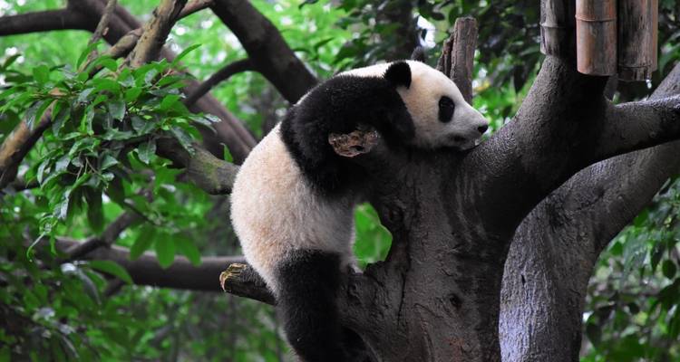 14-Day Panda Volunteering trip from Chengdu to Beijing - The Dragon Trip 4