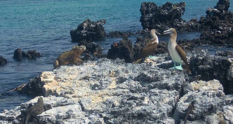 Excursion d'une demi-journée à l'îlot Tintoreras sur l'île d'Isabela - Galapagos - Nature Galapagos & Ecuador 3