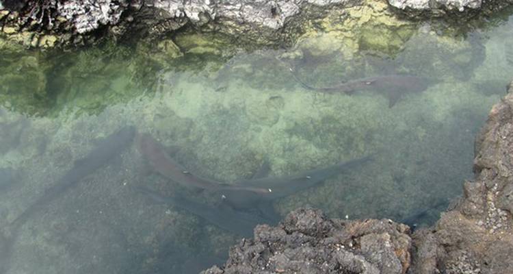 Excursion d'une demi-journée à l'îlot Tintoreras sur l'île d'Isabela - Galapagos - Nature Galapagos & Ecuador 6