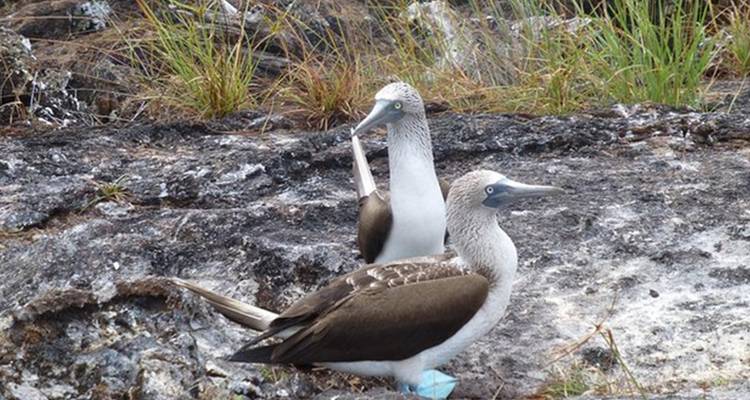 Half-Day Trip to Los Tuneles Cabo Rosa in Isabela Galapagos - Nature Galapagos & Ecuador 3