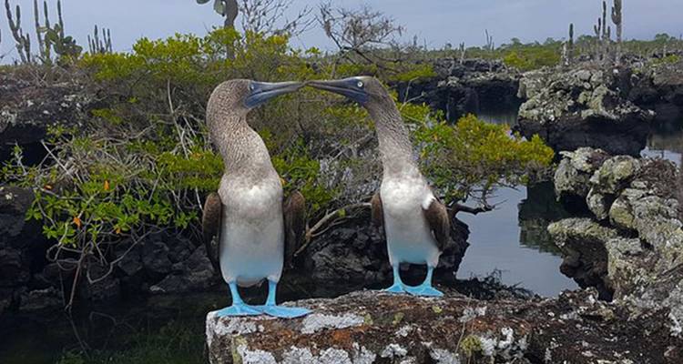 Half-Day Trip to Los Tuneles Cabo Rosa in Isabela Galapagos - Nature Galapagos & Ecuador 2