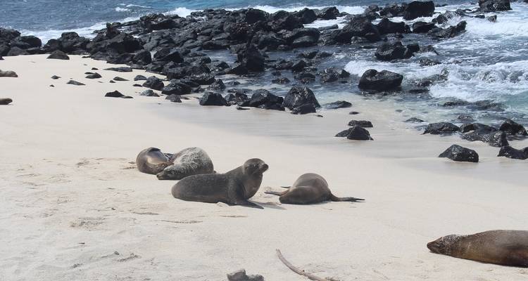 North Seymour Day Trip Galapagos: Snorkeling & Hiking Trip - Nature Galapagos & Ecuador 1