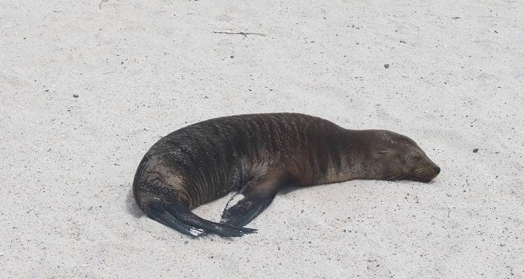 North Seymour Day Trip Galapagos: Snorkeling & Hiking Trip - Nature Galapagos & Ecuador 2