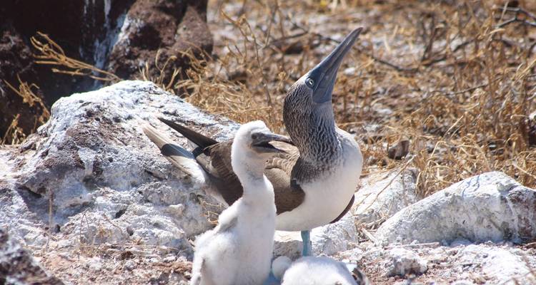 North Seymour Day Trip Galapagos: Snorkeling & Hiking Trip - Nature Galapagos & Ecuador 3