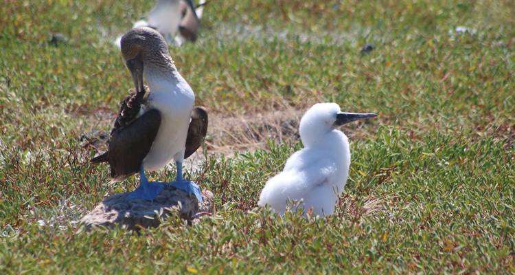 North Seymour Day Trip Galapagos: Snorkeling & Hiking Trip - Nature Galapagos & Ecuador 6