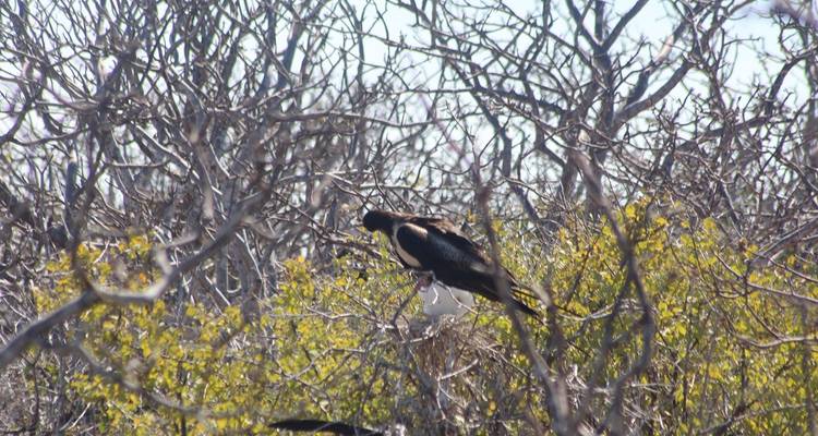 North Seymour Day Trip Galapagos: Snorkeling & Hiking Trip - Nature Galapagos & Ecuador 4