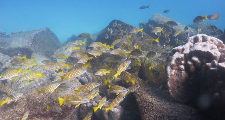 Circuito de un día de esnórquel en Santa Fe Galápagos más Playa Escondida - Incluye Almuerzo - Nature Galapagos & Ecuador 9