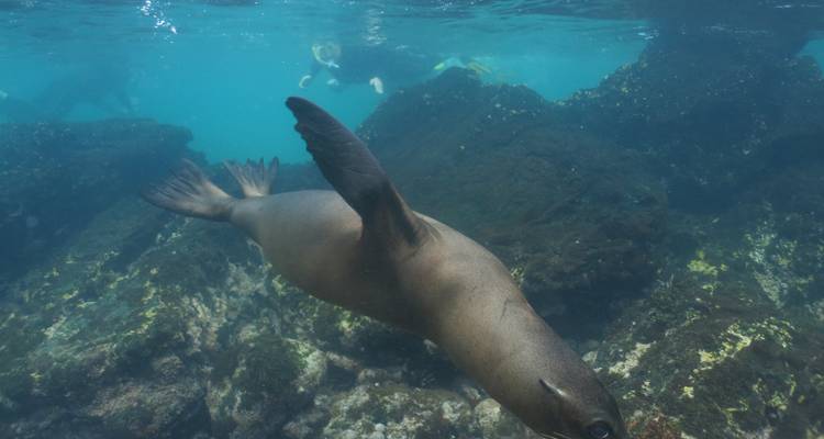 Circuito de un día de esnórquel en Santa Fe Galápagos más Playa Escondida - Incluye Almuerzo - Nature Galapagos & Ecuador 10