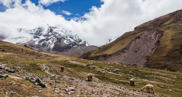 Sheep grazing in a valley with snowy peaks.