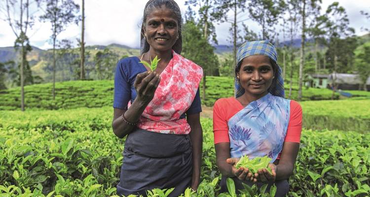 Deux femmes en tenues colorées cueillant des feuilles de thé dans une plantation.