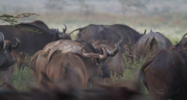 10 jours du Kenya à la Tanzanie - Moyenne gamme - Muraa African Safaris 9