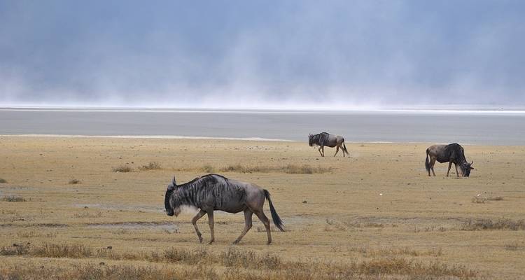 10 jours du Kenya à la Tanzanie - Moyenne gamme - Muraa African Safaris 8