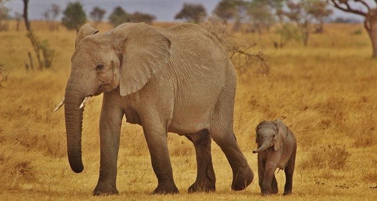 10 jours du Kenya à la Tanzanie - Moyenne gamme - Muraa African Safaris 2