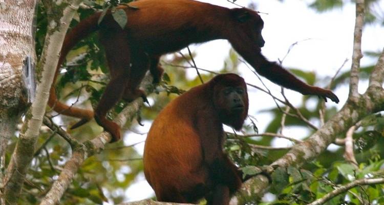 Expérience dans la Reserva Amazónica - sur demande - 3 jours - LimaTours 3