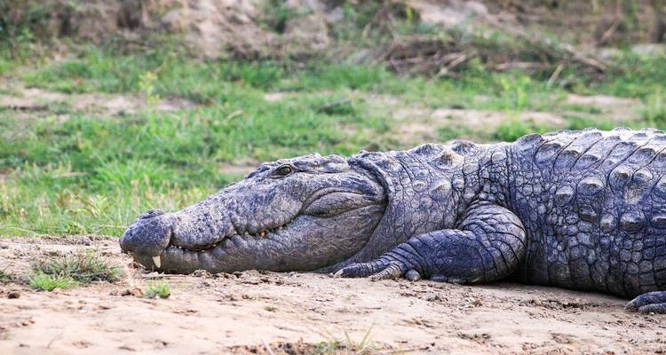 Safari de tigres en la India con el Taj Mahal - Golden Triangle India Tours 7