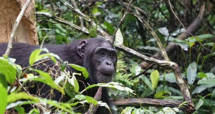 Excursión económica de 8 días al PN del Valle de Kidepo y al PN de las cataratas Murchison - Safari 2 Gorilla Tours (U) Ltd 1