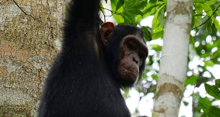 Excursión económica de 8 días al PN del Valle de Kidepo y al PN de las cataratas Murchison - Safari 2 Gorilla Tours (U) Ltd 3