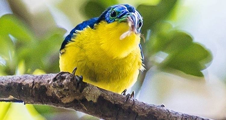 Riqueza cultural y natural de Madagascar - Bio D Island LLC 9