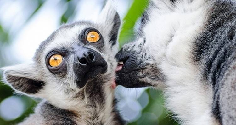 Riqueza cultural y natural de Madagascar - Bio D Island LLC 4