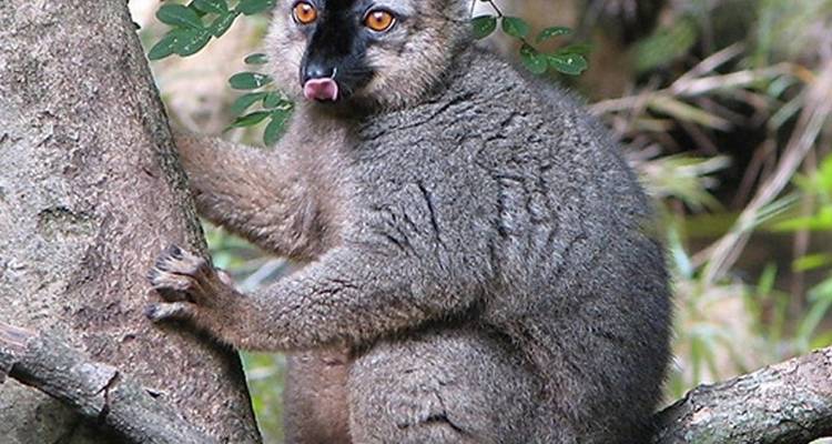 Riqueza cultural y natural de Madagascar - Bio D Island LLC 6