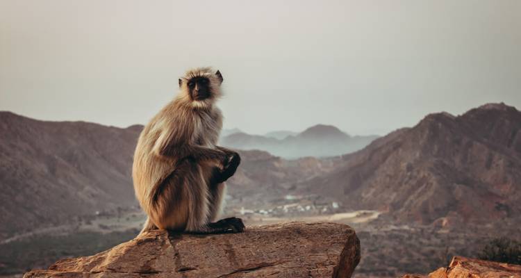 Aap zittend op een rots met een heuvelachtige achtergrond.