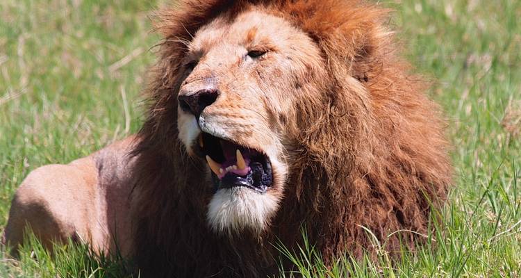 Excursion d'une journée dans la zone de conservation du cratère du Ngorongoro - Safari Serengeti Booking 9