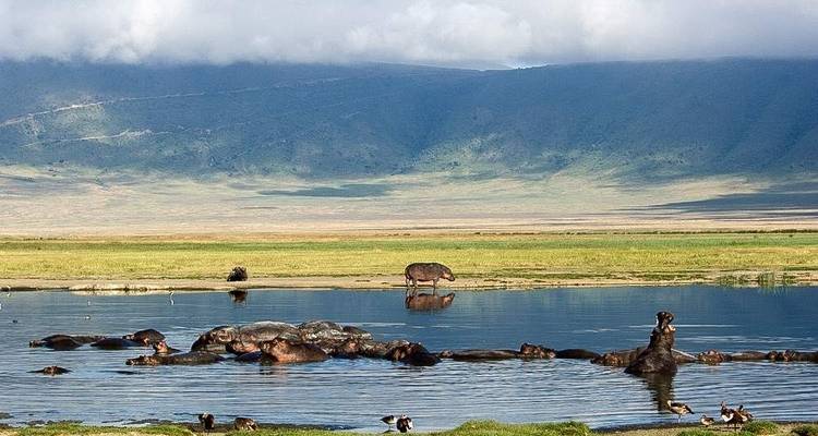 Excursion d'une journée dans la zone de conservation du cratère du Ngorongoro - Safari Serengeti Booking 8