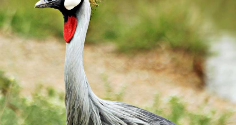 1 journée d'excursion dans le parc national du lac Manyara - Safari Serengeti Booking 8