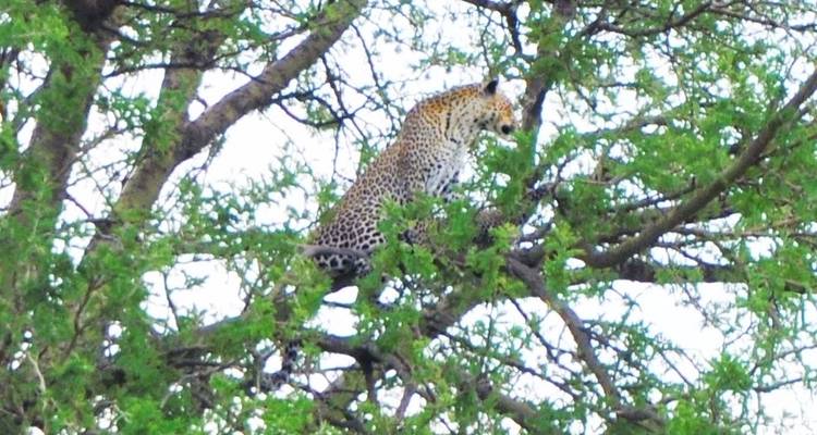 1 journée d'excursion dans le parc national du lac Manyara - Safari Serengeti Booking 10